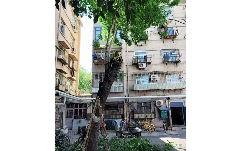 物業(yè)工作其中之一、養(yǎng)護(hù)綠植 共建美好家園